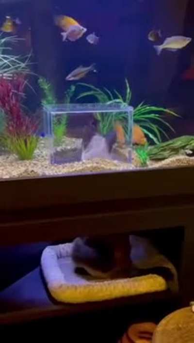 A true aquarium experience for this cat ?