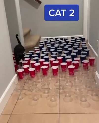 Cat 3 ?