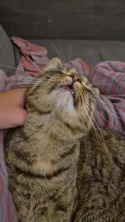 I just found out that petting Miso mid-groom causes her to glitch ?