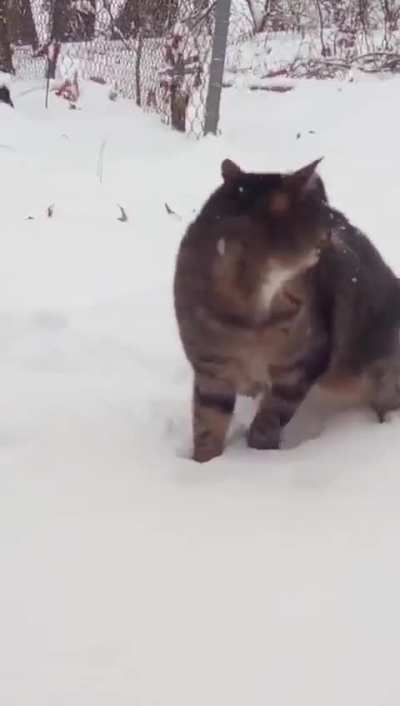 My deaf cat who has never seen the snow before was a bit.. frazzled for her first experience ?