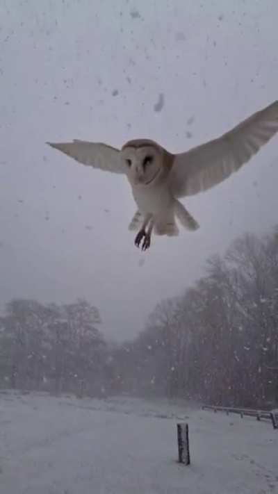 ? This Breathtaking Owl hovering in the Snow