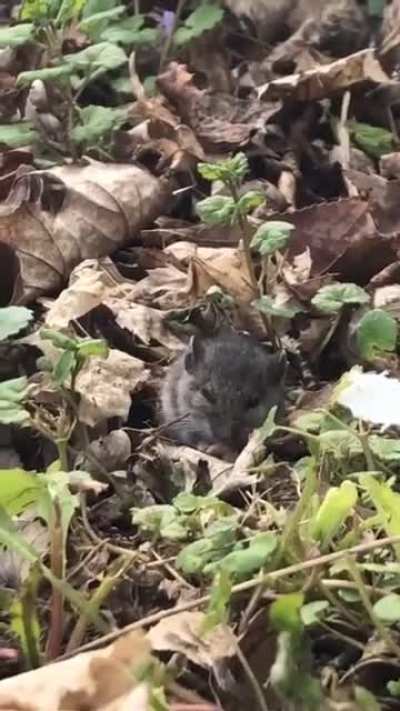 That’s probably the best day that mouse has had or will have in its life.