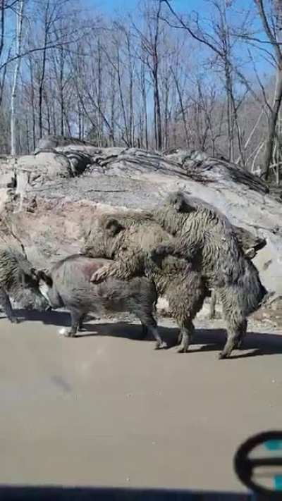 boars having a boar-gy