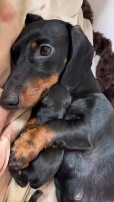 Mommy and puppy