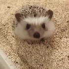 Have you ever seen a hedgehog stretch?