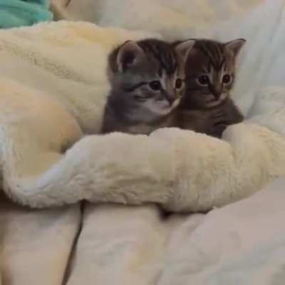 Kittens vs Scary Finger