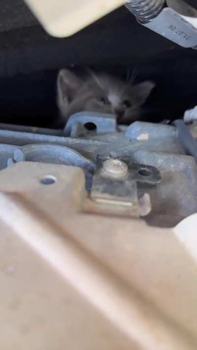 Another shop cat is born