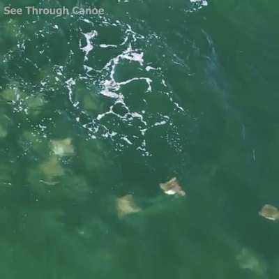 ? A Hammerhead Shark charging through a school of rays in Florida