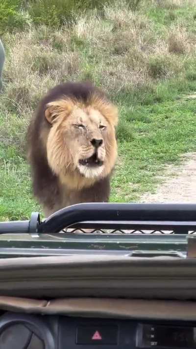 ? Big male lion looks directly at the tracker, driver and cameraman in turn as he huffs, seemingly without aggression