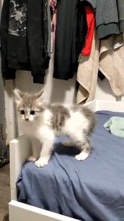 y'all. this cat is ridiculous