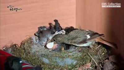 ? Fecal bags in some nesting birds make it easier for parents to maintain sanitary conditions in the nest.