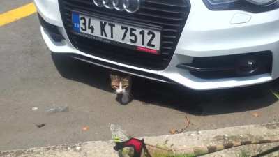 After a long break i took my iguana for a walk, She whipped the hell out of the cat under the car.
