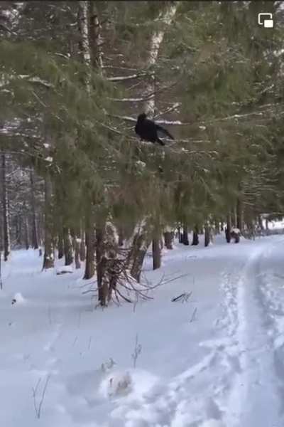 A well trained Raven