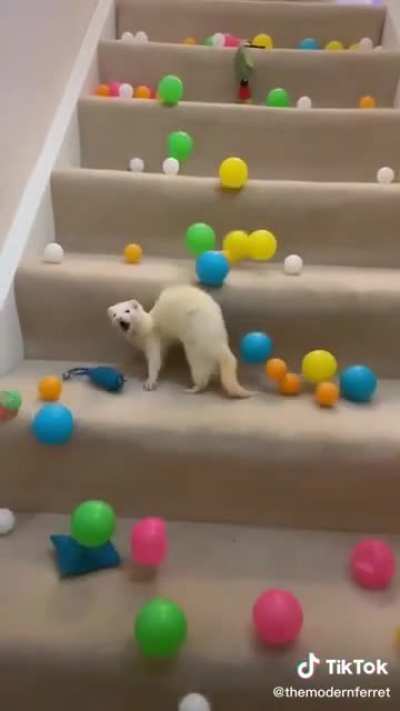 This deaf ferret has the cutest surprise face