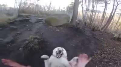 Playing patty cake with a wolf