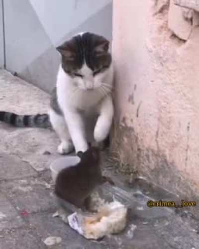 Nowadays cats