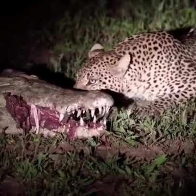 ? Leopard eats right out a Crocodiles mouth.