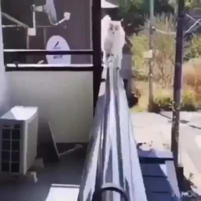 Smart kitty