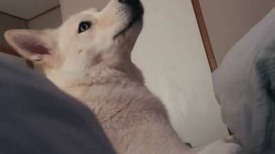 My husky girl politely asking for some pets