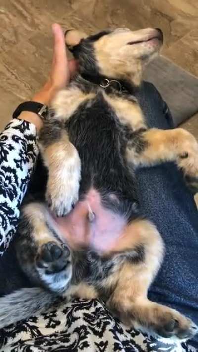 Ready? Found video of baby Leap, dreaming of you all petting him ??. No sound needed ?