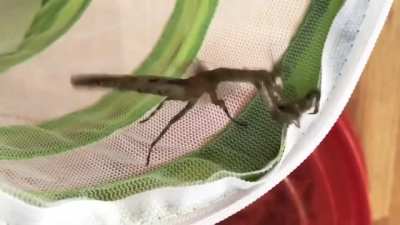 to catch the moth