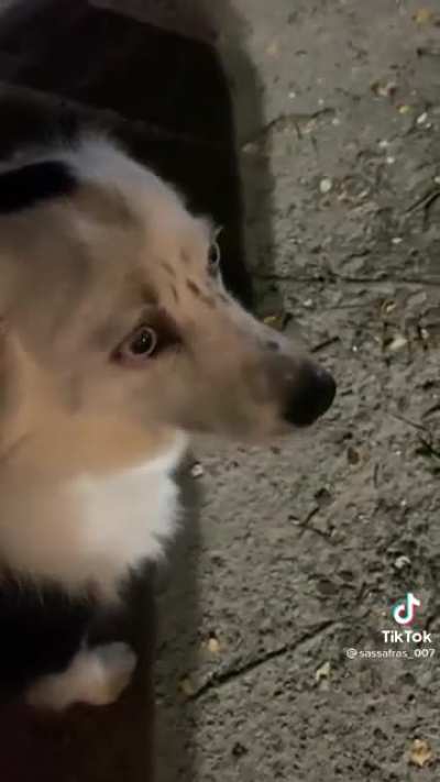 This doggo is sooo guilty!