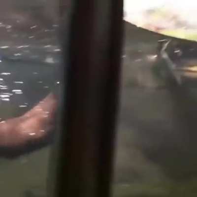 ? A mother otter teaching its pup how to swim