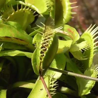 ? Venus fly trap gives a yellow jacket a life sentence ?