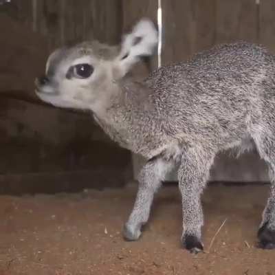 This recently-born Antelope in Florida.