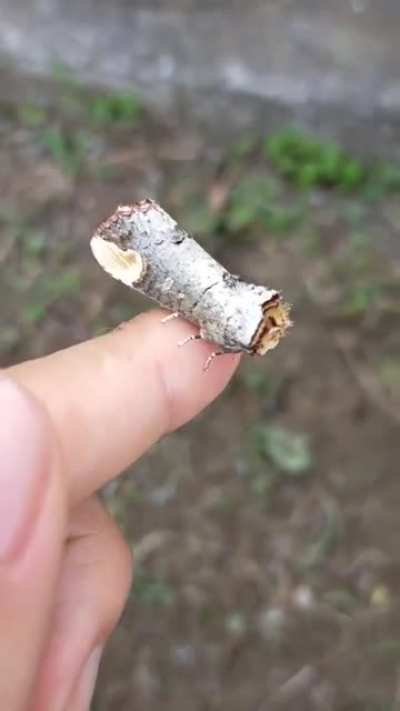 Look how amazing this moths camouflage is!