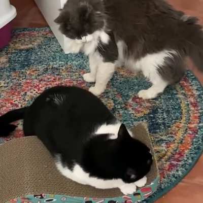 Play ? fight!