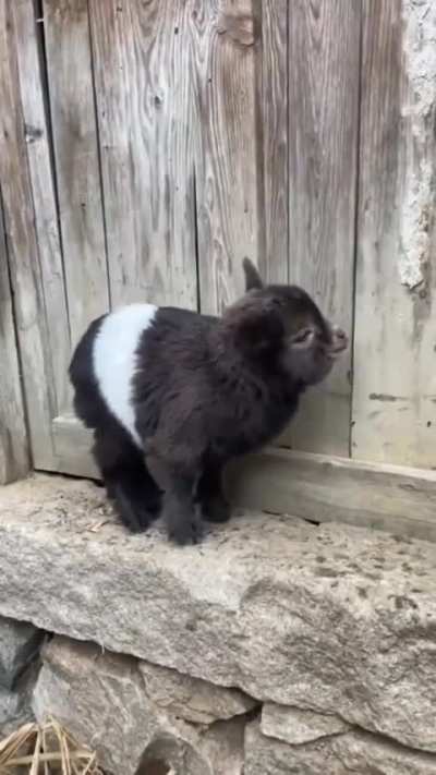 cute baby goats