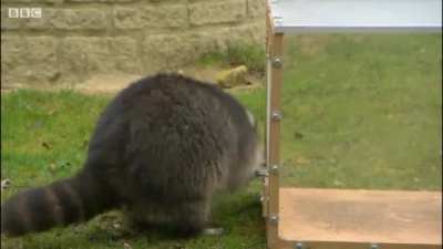 Testing a Raccoon's 'Burglar' ability by getting through locked compartments