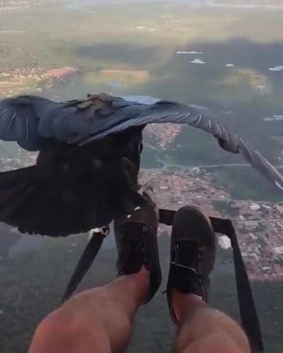 Bird joins on a quick ride across town