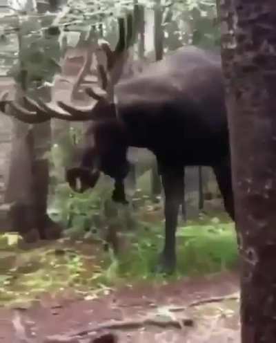 ? Moose are magnificent beasts!