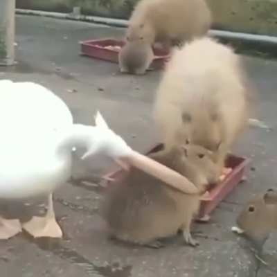 To gobble up a capybara