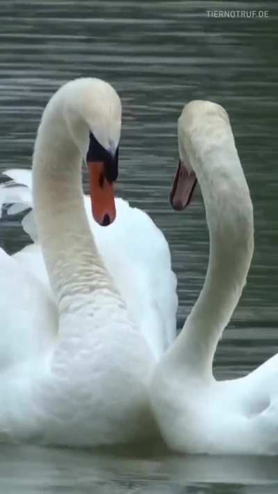 ? A swan couple reunited after one of them spends 2 weeks at a rescue center