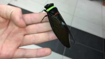 ? Giant colorful cicada