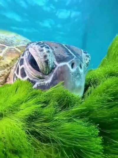 ? Resting in a cozy algae pillow