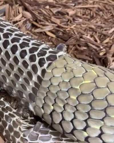 ? King Cobra shedding its skin