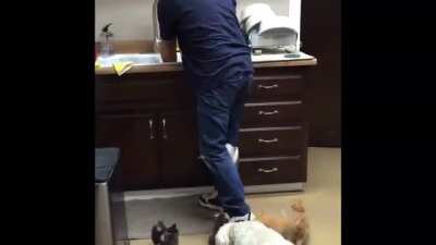 To feed the kittens