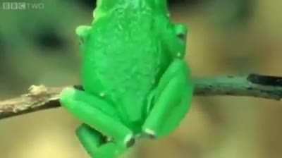 ? Enjoy this frog. My favorite part is when his eyes pop out