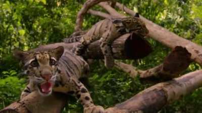 ? A clouded leopard and a camera