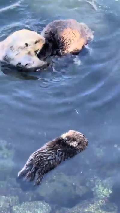 ? Sea otter pup practicing its solo floating skills while mom washes herself