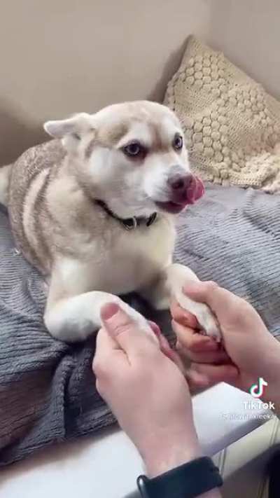 Saying bye to dogs vs wife
