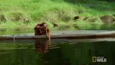 ? just an Orangutan rowing a boat