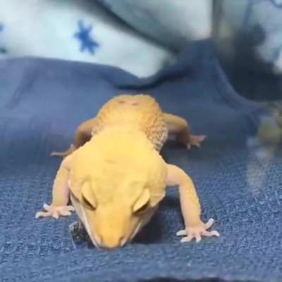 Gecko on the hunt