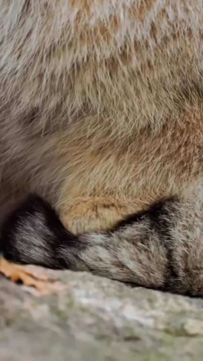 ?Thomas O'Malley the Pallas Cat being so done