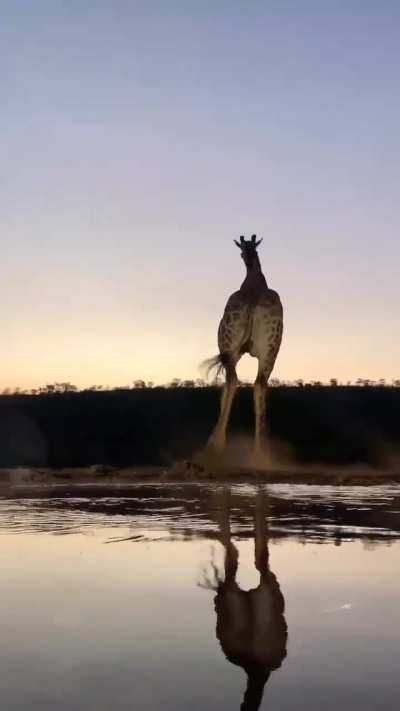 ? Close-ups from an underground hide of giraffe and Cape buffalo at waterhole