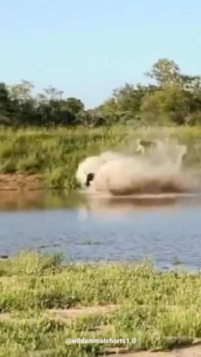 ? Wildebeest pulls a miraculous escape on an entire Lion Pride.